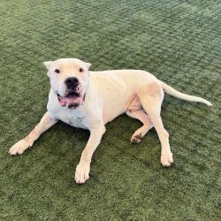 Shelter Stray Male Dog last seen , 361 S Raymond Ave, Pasadena, CA 91105, USA
