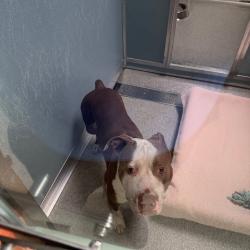 Shelter Stray Male Dog last seen , 21800 Central Ave, Matteson, IL 60443, USA