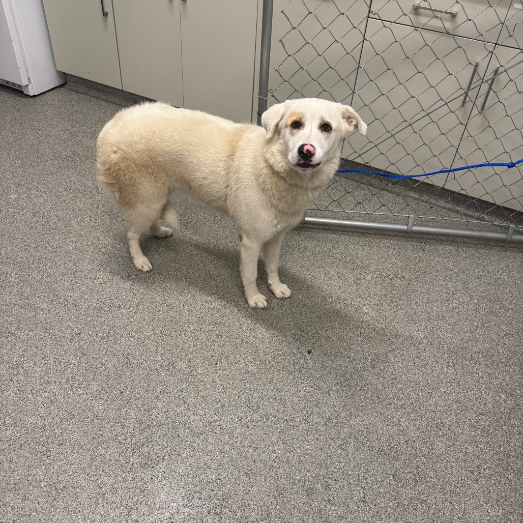 Shelter Stray Unknown Dog last seen , 21800 Central Ave, Matteson, IL 60443, USA