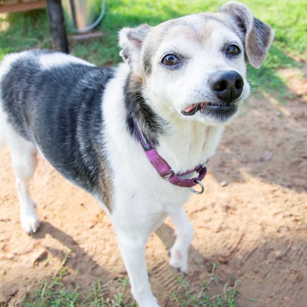 Shelter Stray Female Dog last seen , 2951 S 1st St, Cabot, AR 72023, USA