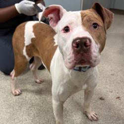 Shelter Stray Female Dog last seen , 8464 Beach Blvd, Jacksonville, FL 32216, USA