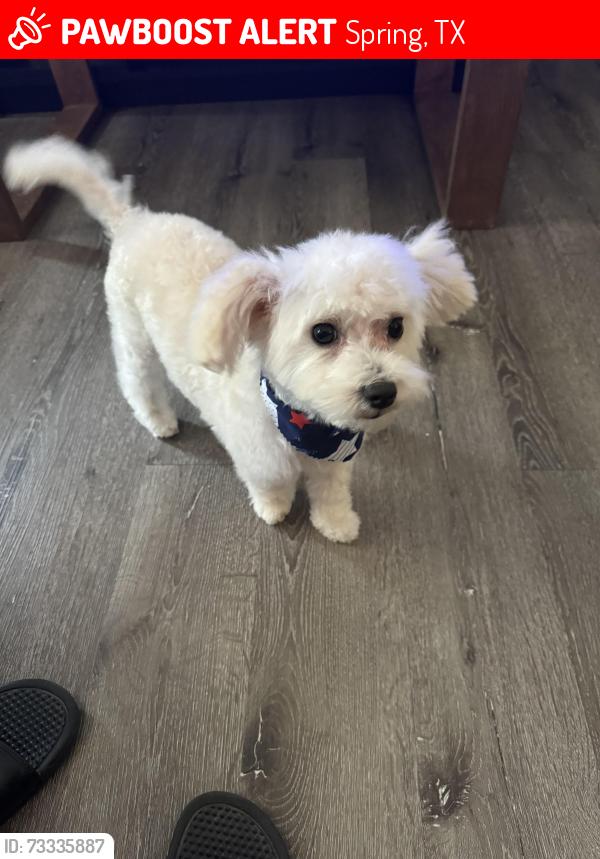Lost Male Dog last seen Birchgate st, Spring, TX 77373