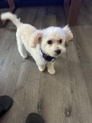Lost Male Dog last seen Birchgate st, Spring, TX 77373