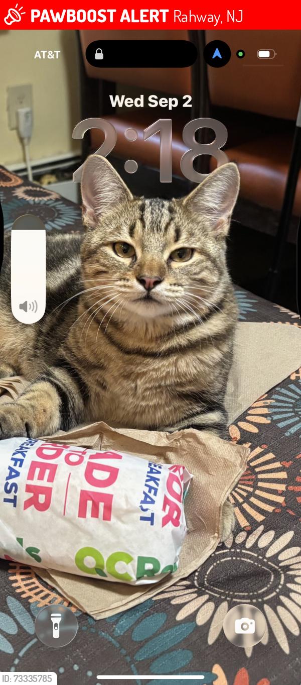Lost Male Cat last seen St Georges Ave and. Westfield Avenue, Rahway, NJ 07065