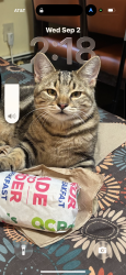 Lost Male Cat last seen St Georges Ave and. Westfield Avenue, Rahway, NJ 07065