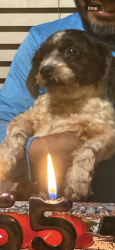 Reunited Male Dog last seen N Santa Fe & N Citrus Ave, Vista, CA 92084
