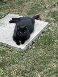 Reunited Male Cat last seen Woodward Ave./ Nakota Rd.- Royal Oak, Royal Oak, MI 48073