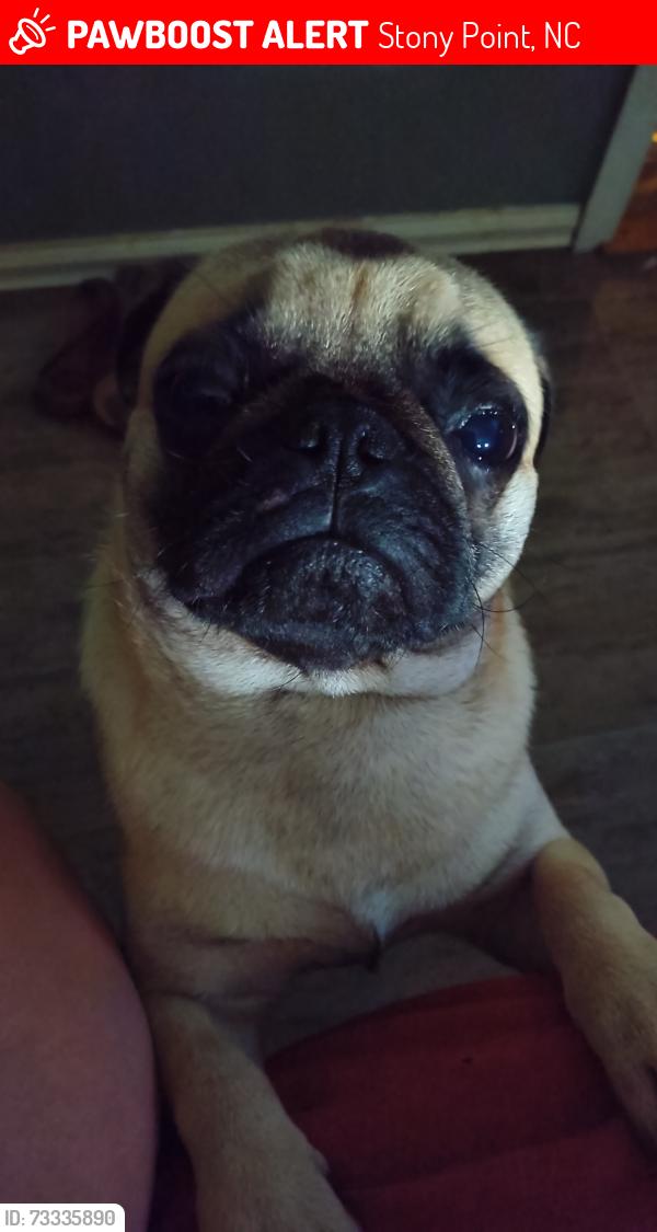 Lost Male Dog last seen Dumstand rd, Stony Point, NC 28678