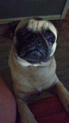 Lost Male Dog last seen Dumstand rd, Stony Point, NC 28678