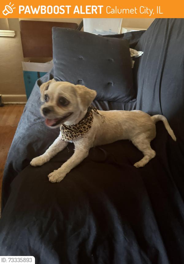 Found/Stray Female Dog last seen 165th pl and state line ., Calumet City, IL 60409