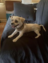 Found/Stray Female Dog last seen 165th pl and state line ., Calumet City, IL 60409