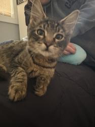 Found/Stray Male Cat last seen Arden, Sacramento, CA 95815