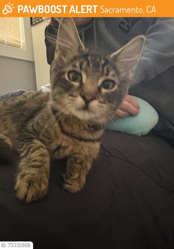 Found/Stray Male Cat last seen Arden, Sacramento, CA 95815