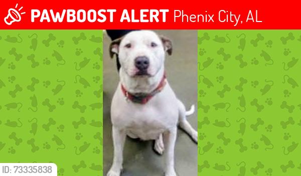Lost Female Dog last seen Marathon gas station, Phenix City, AL 36870