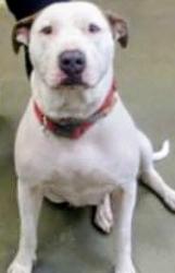 Lost Female Dog last seen Marathon gas station, Phenix City, AL 36870
