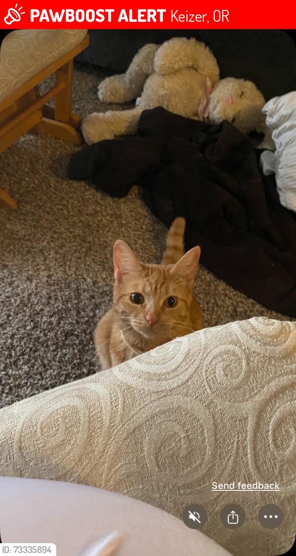 Lost Female Cat last seen Wheatland Road North and River Road North, Keizer, OR 97303
