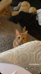 Lost Female Cat last seen Wheatland Road North and River Road North, Keizer, OR 97303