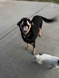 Found/Stray Unknown Dog last seen My home, Chesnee, SC 29323