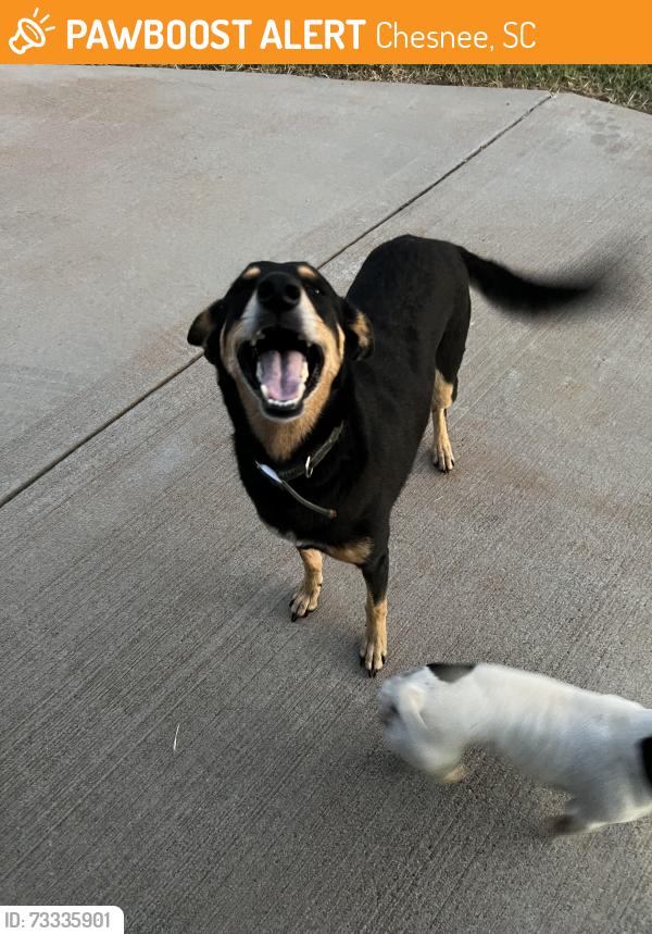 Found/Stray Unknown Dog last seen My home, Chesnee, SC 29323