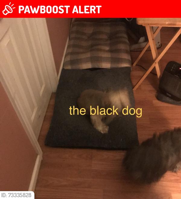Lost Female Dog last seen nearest street is timberbrook lane, off of robinson road, off of lawyers by lake anna, Spotsylvania Courthouse, VA 22551