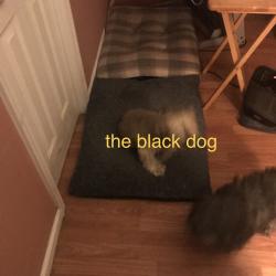 Lost Female Dog last seen nearest street is timberbrook lane, off of robinson road, off of lawyers by lake anna, Spotsylvania Courthouse, VA 22551
