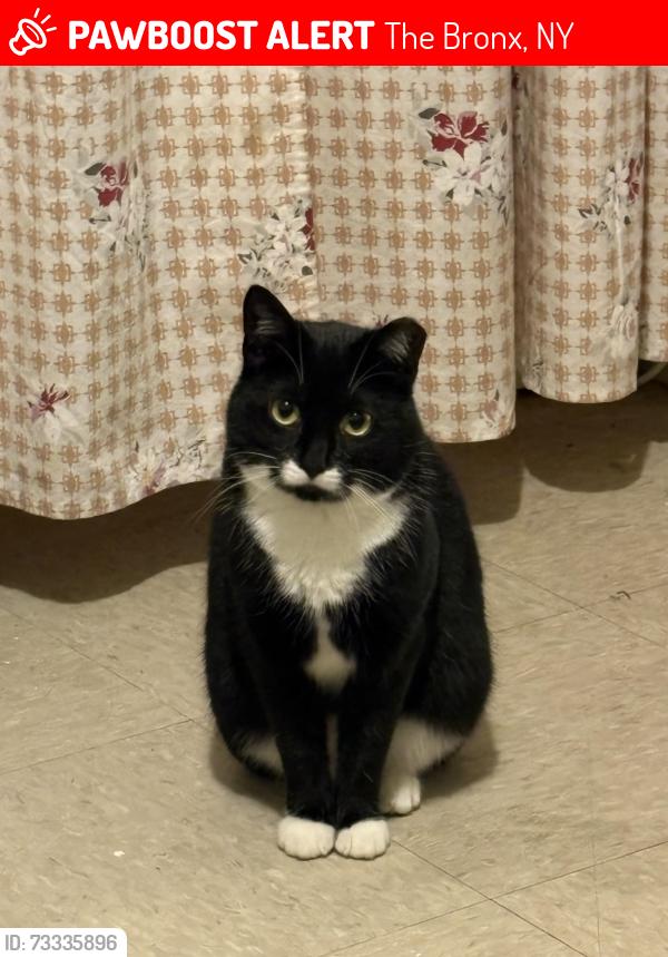 Lost Female Cat last seen Near Perry ave, The Bronx, NY 10467