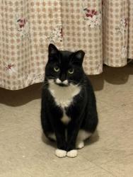 Lost Female Cat last seen Near Perry ave, The Bronx, NY 10467