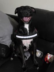 Reunited Female Dog last seen Othello park, Seattle, WA 98118