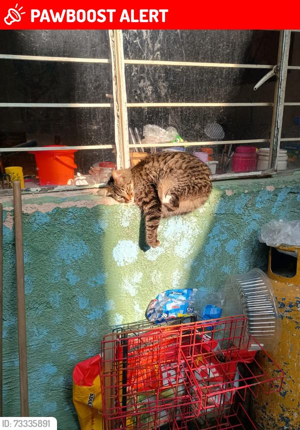 Lost Female Cat last seen Calle Gustavo Baz, Ciudad Nezahualcóyotl, Méx. 57000