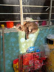 Lost Female Cat last seen Calle Gustavo Baz, Ciudad Nezahualcóyotl, Méx. 57000
