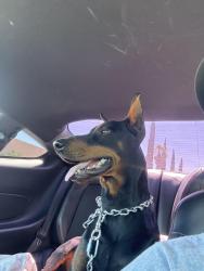 Lost Male Dog last seen Mill St. and Rancho Ave., Colton, CA 92324