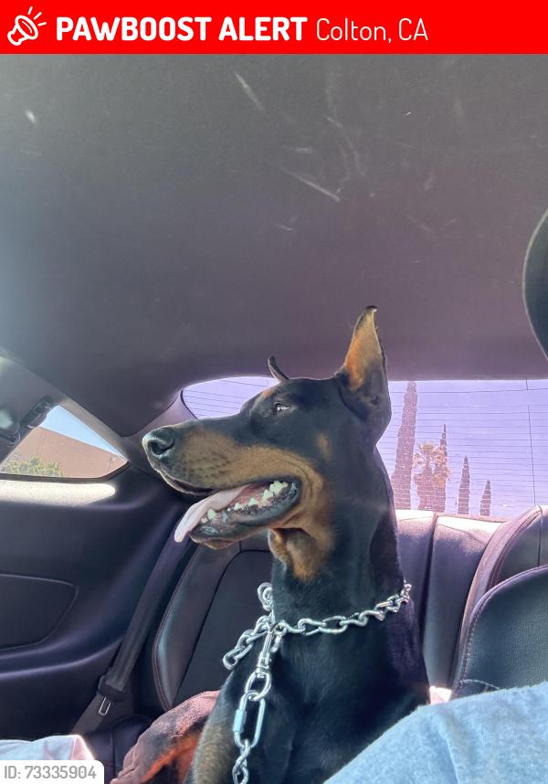 Lost Male Dog last seen Mill St. and Rancho Ave., Colton, CA 92324