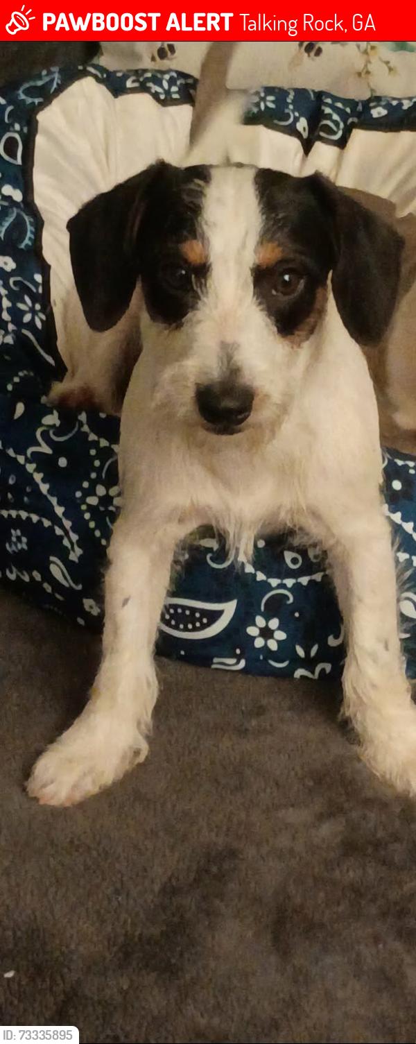 Lost Male Dog last seen Yukon rd, raven cliff, Talking Rock, GA 30175