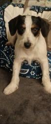 Lost Male Dog last seen Yukon rd, raven cliff, Talking Rock, GA 30175