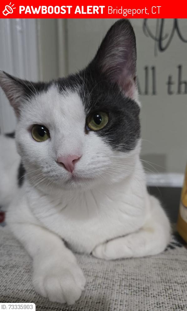 Lost Male Cat last seen Near Bronx ave Bridgeport Ct, Bridgeport, CT 06606