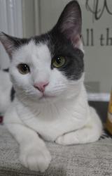 Lost Male Cat last seen Near Bronx ave Bridgeport Ct, Bridgeport, CT 06606