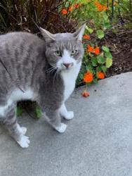 Found/Stray Unknown Cat last seen Ginashell and Yeadon, San Jose, CA 95119