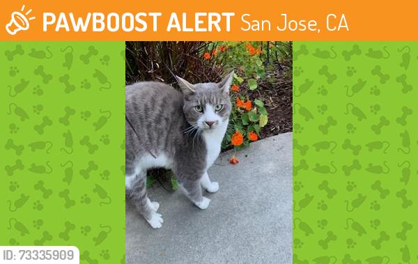 Found/Stray Unknown Cat last seen Ginashell and Yeadon, San Jose, CA 95119