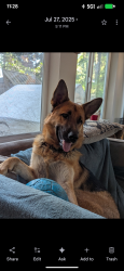 Reunited Male Dog last seen 32nd and 103rd Lake Stevens, Bunk Foss, WA 98258