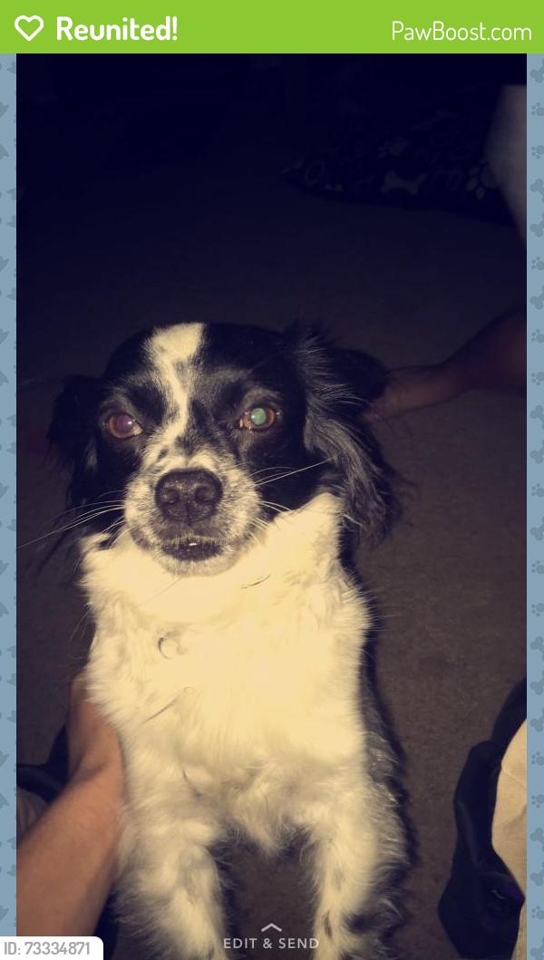 Reunited Male Dog last seen W Deanna Dr, Peoria, AZ, USA, Peoria, AZ 85383