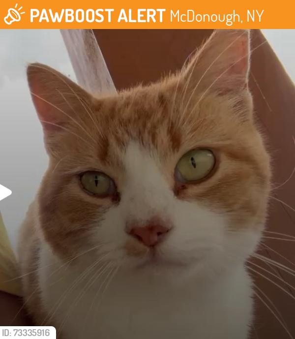 Found/Stray Female Cat last seen The Palyul Retreat Center, McDonough, NY 13801