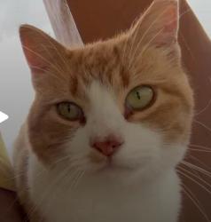 Found/Stray Female Cat last seen The Palyul Retreat Center, McDonough, NY 13801