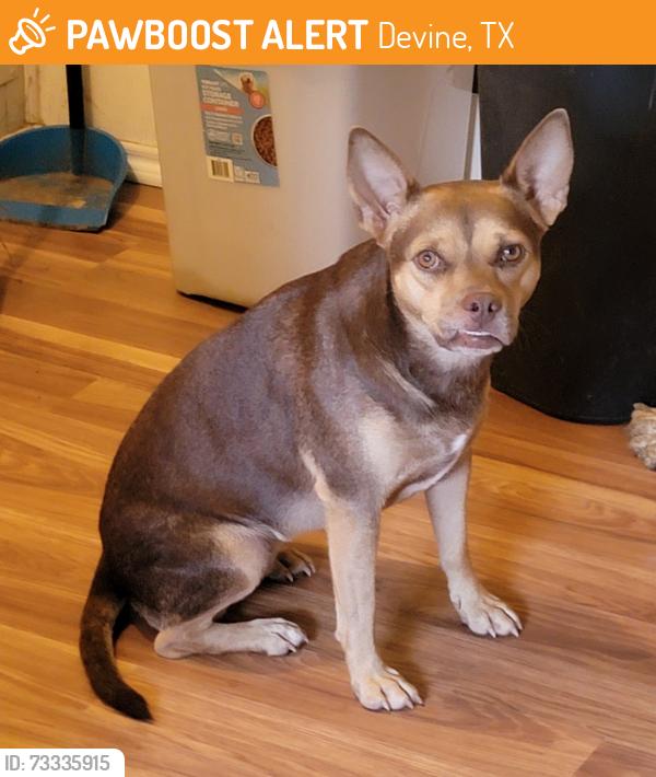 Found/Stray Female Dog last seen Cr 7710, Devine, TX 78016