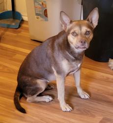 Found/Stray Female Dog last seen Cr 7710, Devine, TX 78016