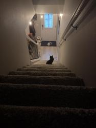Reunited Male Cat last seen Fred Meyers, Vancouver, WA 98685