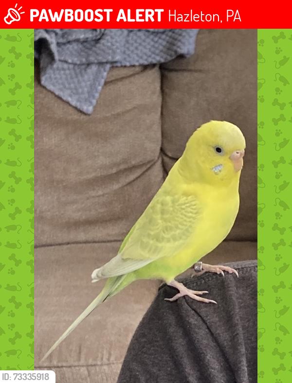 Lost Female Bird last seen Seybert se, Hazleton, PA 18201