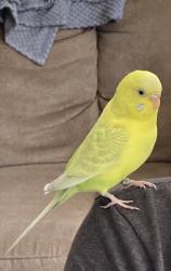 Lost Female Bird last seen Seybert se, Hazleton, PA 18201