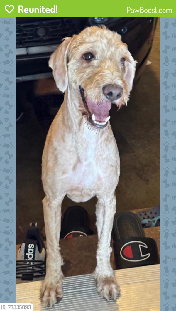 Reunited Male Dog last seen South Billings Drive, Herriman, UT 84096