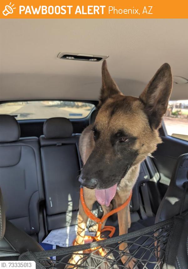 Found/Stray Male Dog last seen Mountain view Rd and Central, Phoenix, AZ 85021