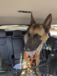 Found/Stray Male Dog last seen Mountain view Rd and Central, Phoenix, AZ 85021